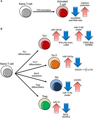 The Multifaceted Interface Between Cytokines and microRNAs: An Ancient Mechanism to Regulate the Good and the Bad of Inflammation